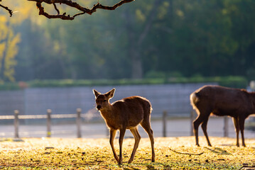 Deer at Nara park, Nara city Japane, little deer in morning sunlight.