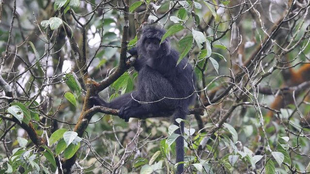 East Javan langur (Trachypithecus auratus), also known as the ebony lutung, Javan langur or Javan lutung, is an Old World monkey from the Colobinae subfamily.