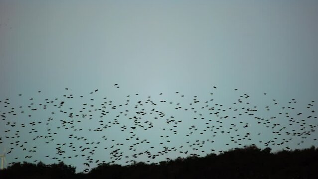 Starlings Glide Over Grassy Landscape