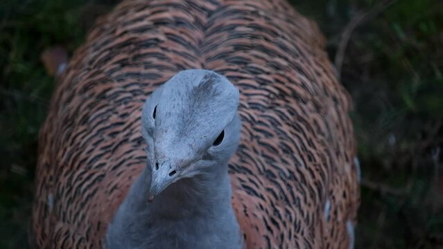 Bustard, Otis tarda, Beautiful big bird close up