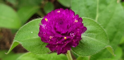 Fototapeta premium 변치 않는 사랑, 매혹의 꽃말을 가진 신비로운 천일홍 - Globe amaranth