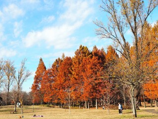 晩秋の公園