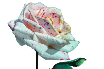 A white rose with tiny red spots on a transparent background. PNG format, transparent background.