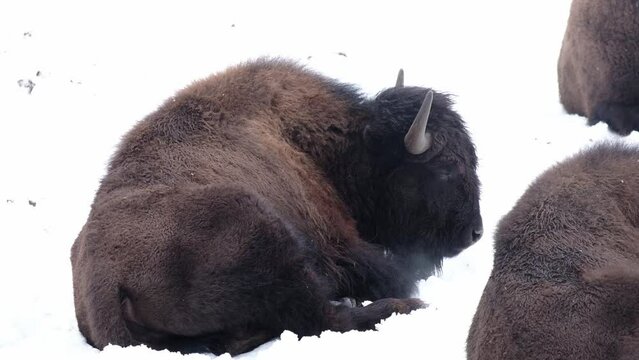 Aurochs bison in the wild, in winter, against background and snow, in their natural habitat.