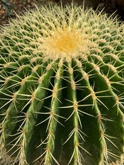 large green cactus with yellow thorns