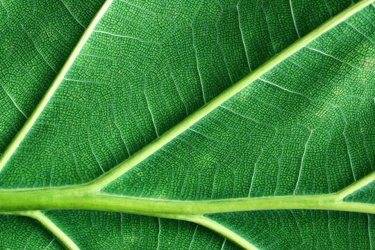 fig tree fiddle leaf closeup, green leaves texture as background
