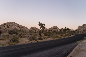 landscape of Joshua trees and boulders along curved road in California