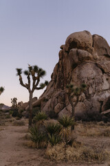 portrait of Joshua trees and large boulder at sunset in desert
