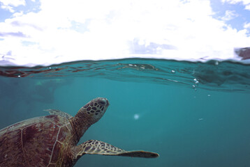 Snorkeling with Wild Hawaiian Green Sea Turtles in the Ocean off Waikiki Beach 