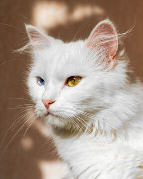 Portrait of a fluffy white Turkish Angora cat with different eyes