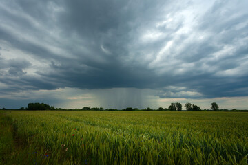 Rain cloud over a green field with grain