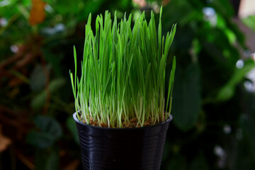 Little seedlings growing in potted plant