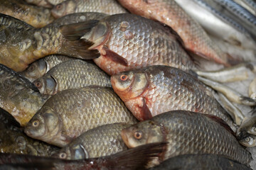 Fish on the counter. Sale of fish. Silvery scales.