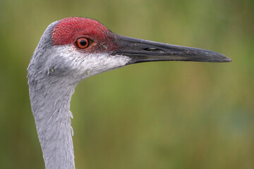 A closeup of a sandhill crane