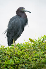 A Little Blue Heron Perched