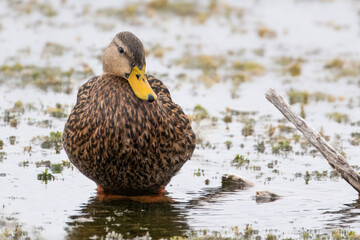 Mottled Duck in a Marsh