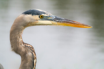 Great Blue Heron in Polk County, Florida