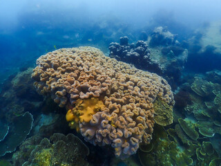 snorkeling trip at Samaesan Thailand. dive underwater with fishes in the coral reef sea pool. 