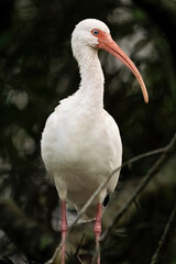 White Ibis Perched in a Marsh