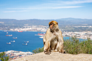 A wild macaque or Gibraltar monkey, one of the most famous attractions of the British overseas territory. Apes' Den in the Upper Rock Natural Reserve in Gibraltar Rock