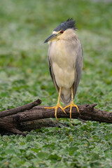 A Black-crowned Night Heron Perched