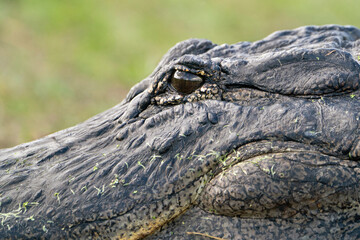 An American Alligator Up Close