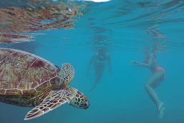Obraz premium Snorkeling with Wild Hawaiian Green Sea Turtles in the Ocean off Waikiki Beach 