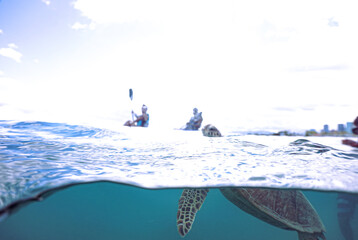 Snorkeling with Wild Hawaiian Green Sea Turtles in the Ocean off Waikiki Beach 