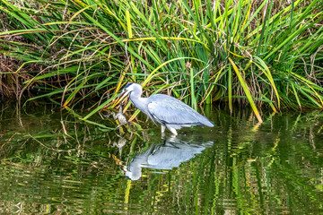 Grey Heron Catching Frog Water Reflection Habikino Osaka Japan