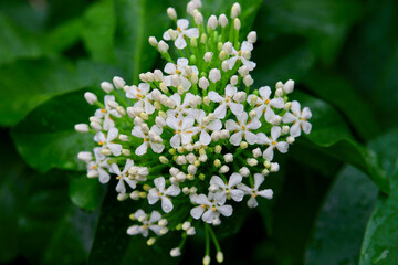 Close-up view of raindrops on white flower