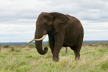 Naklejka na ściany i meble An older bull Elephant shows off his tusks