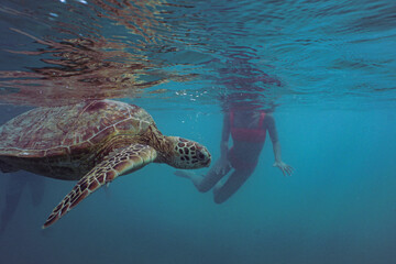Obraz premium Snorkeling with Wild Hawaiian Green Sea Turtles in the Ocean off Waikiki Beach 