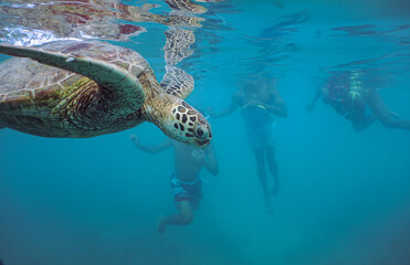 Obraz premium Snorkeling with Wild Hawaiian Green Sea Turtles in the Ocean off Waikiki Beach 