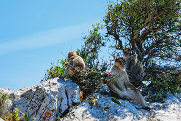A wild macaque or Gibraltar monkey, one of the most famous attractions of the British overseas...