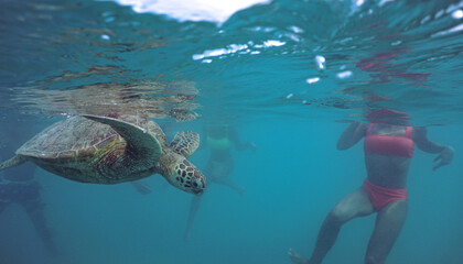 Snorkeling with Wild Hawaiian Green Sea Turtles in the Ocean off Waikiki Beach 