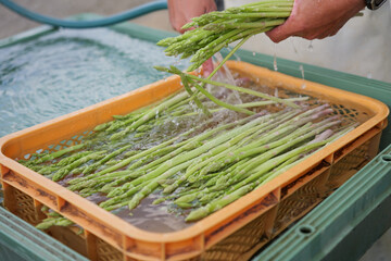 宮古島の農業 アスパラガスの収穫