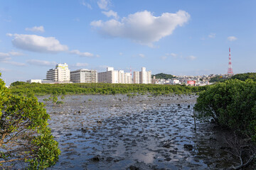 漫湖水鳥・湿地センターから望む那覇の景色