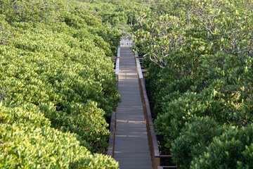 漫湖水鳥・湿地センターの木道