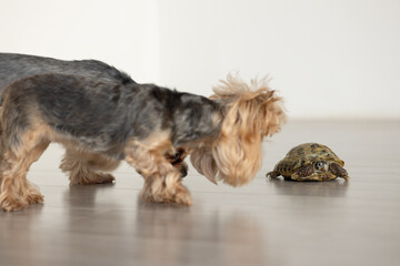 Yorkshire terrier barks at a turtle, turtle crawling in the room - obrazy, fototapety, plakaty