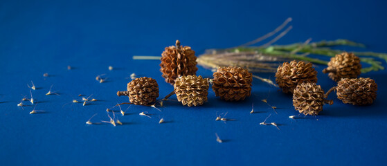 Christmas gift box and pine cones on blue background
