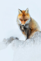 Obraz premium red fox vulpes