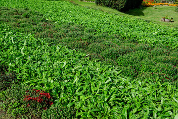 Texture with many fresh vivid green leaves in an autumn garden, beautiful outdoor monochrome background.