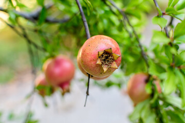 One small raw pomegranate fruit and green leaves in a large tree in direct sunlight in an orchard garden in a sunny summer day, beautiful outdoor floral background photographed with selective focus.