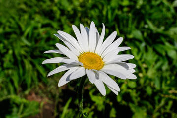 Fototapeta premium Close up of one large white Leucanthemum vulgare flower known as ox - eye daisy, oxeye daisy or dog daisy in a sunny summer garden, fresh natural outdoor and floral background.