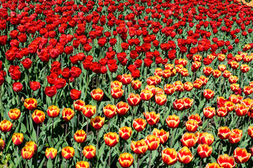 Many delicate vivid red and yellow tulips in full bloom in a sunny spring garden, beautiful outdoor floral background photographed with soft focus