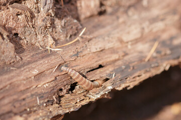 Fototapeta na wymiar Worm crawling out of rotten tree log