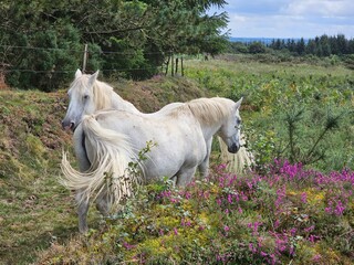 Deux chevaux en Bretagne - 687010588