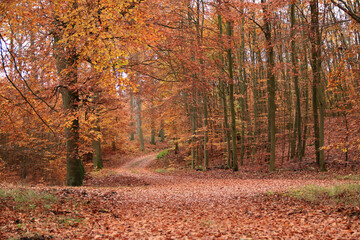 Obraz premium Waldweg im Herbst 