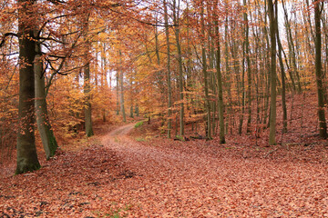 Waldweg im Herbst

