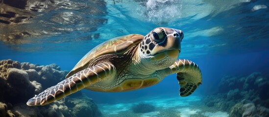 Obraz premium Green sea turtles are the biggest among all sea turtles, with adult sizes of 3-4 feet and weights of 300-350 pounds.
